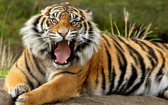 Asia Pulp & Paper - #DidYouKnow Sumatran tiger are the shortest in