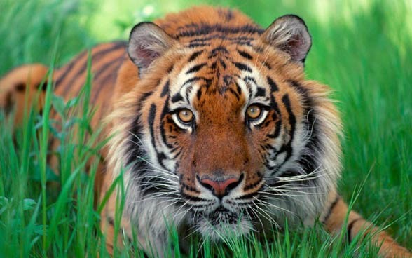 Sumatran tiger (Panthera tigris sumatrae) – DinoAnimals.com