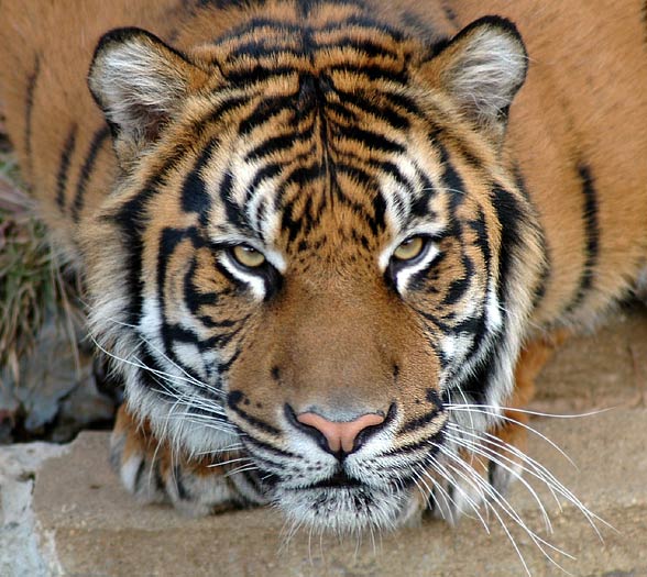 Sumatran tiger (Panthera tigris sumatrae)