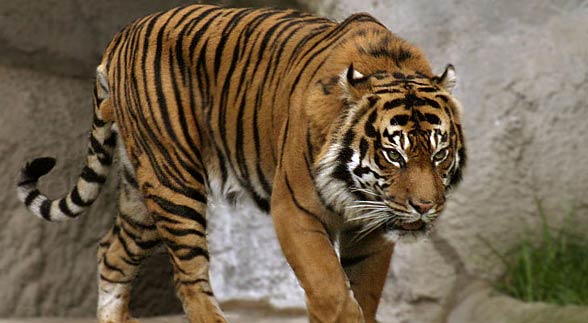 Sumatran tiger (Panthera tigris sumatrae)