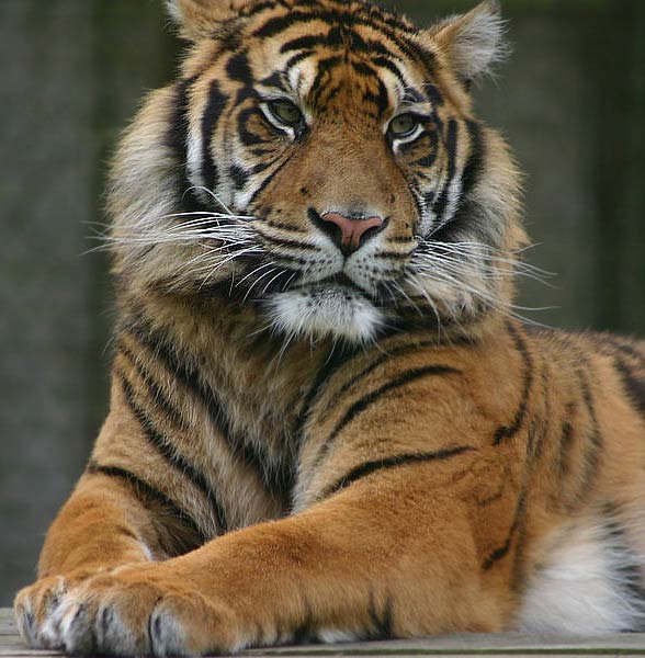 The Sumatran tiger – smallest tiger | DinoAnimals.com