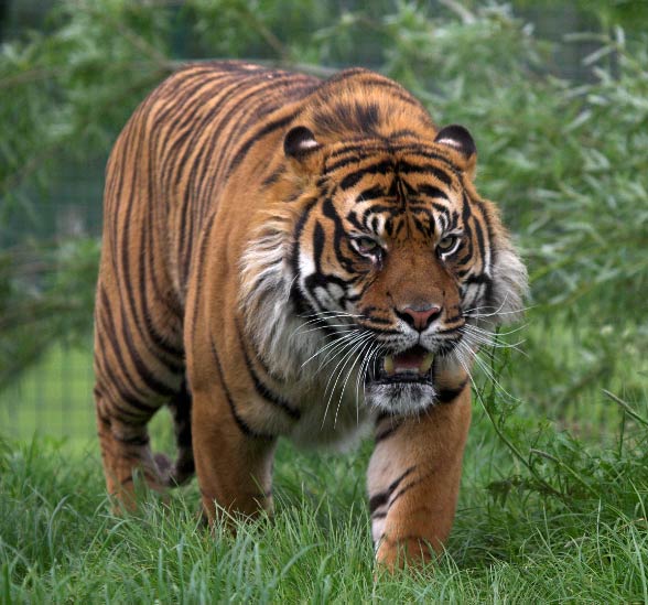 The Sumatran tiger – smallest tiger | DinoAnimals.com