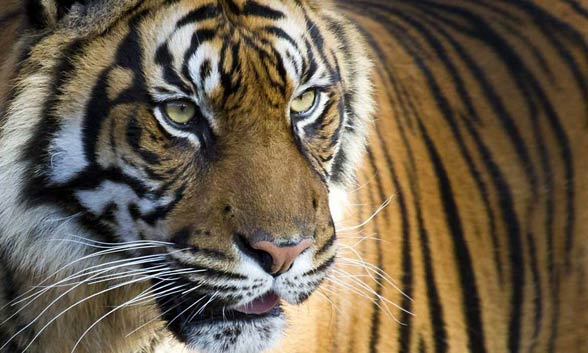 Sumatran tiger (Panthera tigris sumatrae)