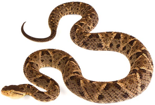 Terciopelo (Bothrops asper)