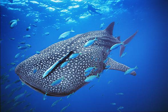 Whale Shark (Rhiniodon typus)