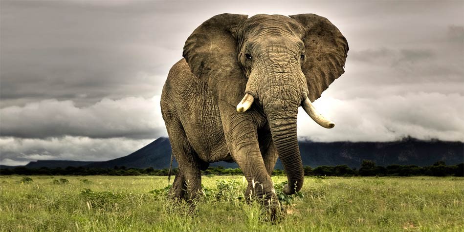 Biggest Land Animal In The World