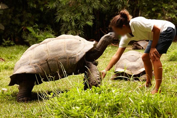 Aldabra giant tortoise (Aldabrachelys gigantea)