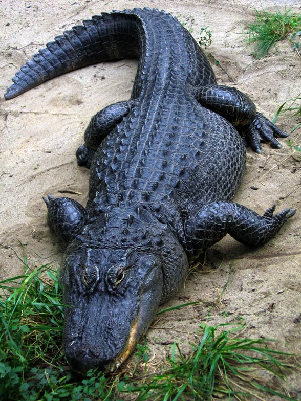 American alligator (Alligator mississippiensis)