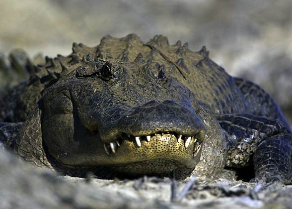 American alligator (Alligator mississippiensis)