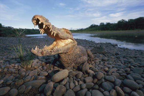 Black caiman (Melanosuchus niger) 