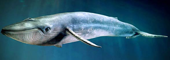Blue whale (Balaenoptera musculus) 