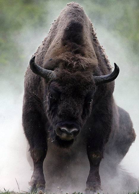 European Bison (Bison bonasus) 
