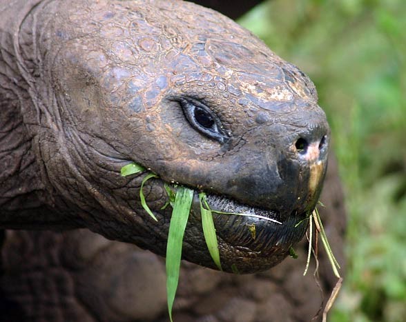 Galápagos giant tortoise (Chelonoidis nigra)