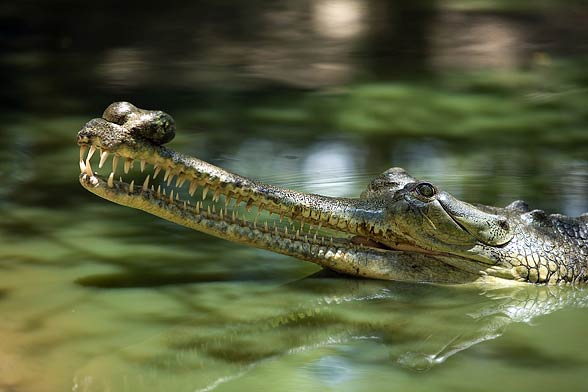 gharial (Gavialis gangeticus)