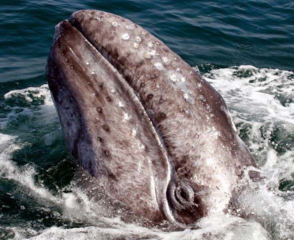 Gray whale (Eschrichtius robustus) 