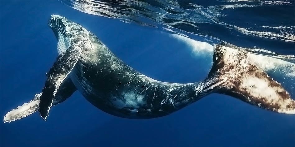 The longest whales – TOP 10 
