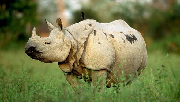 Indian rhinoceros (Rhinoceros unicornis)