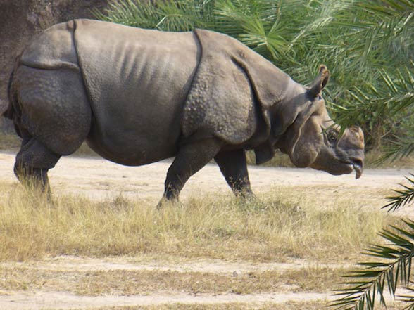 Javan rhinoceros (Rhinoceros sondaicus) 