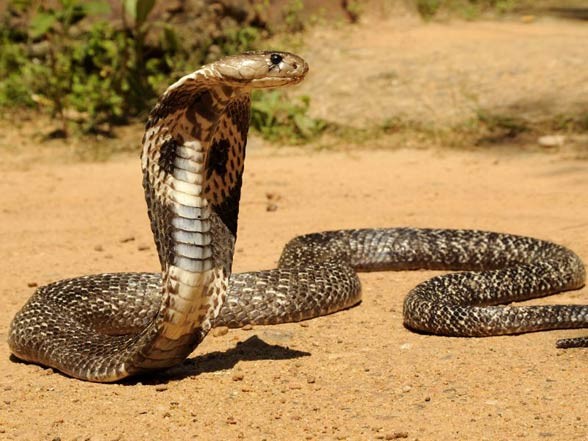 King cobra (Ophiophagus hannah) – DinoAnimals.com