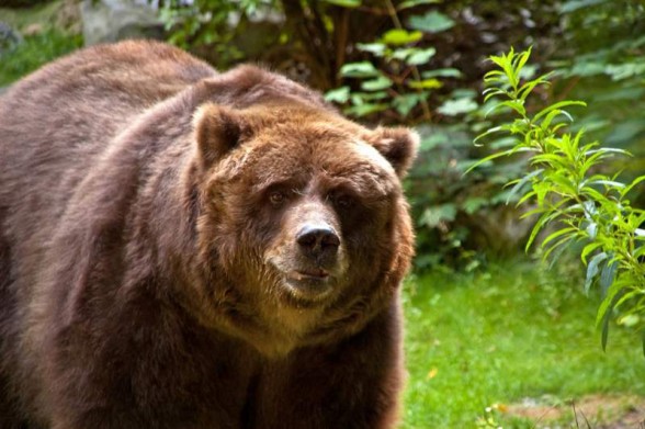 Kodiak bear (Ursus arctos middendorffi) 