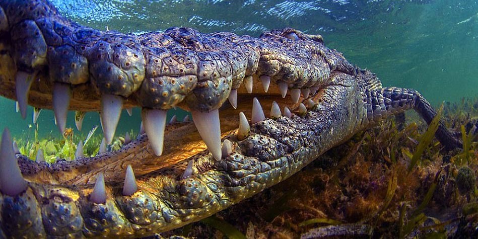 Largest crocodiles and alligators – Top 10 