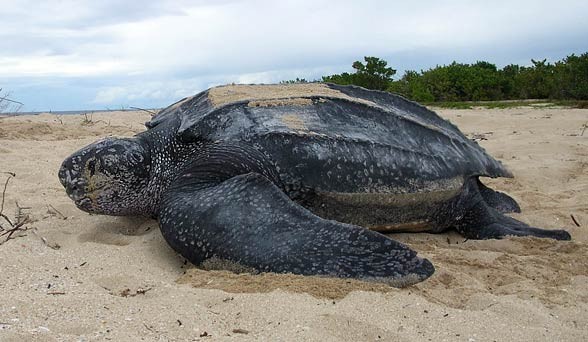 Leatherback sea turtle (Dermochelys coriacea)