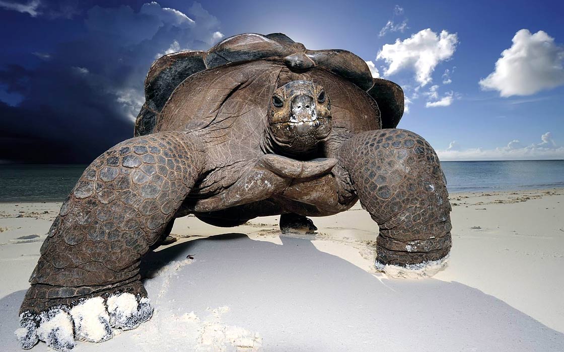 biggest turtle in the world 2022