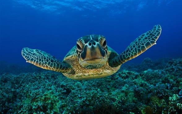 loggerhead sea turtle (Caretta caretta)
