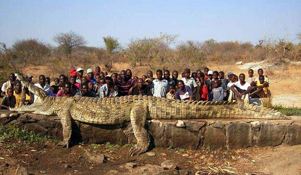 Nile crocodile (Crocodylus niloticus)