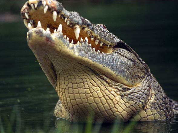 Nile crocodile (Crocodylus niloticus)