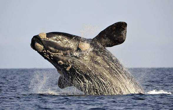 North Atlantic right whale (Eubalaena glacialis) 