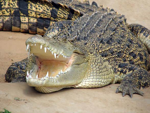 saltwater crocodile (Crocodylus porosus)