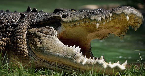 Saltwater crocodile (Crocodylus porosus)