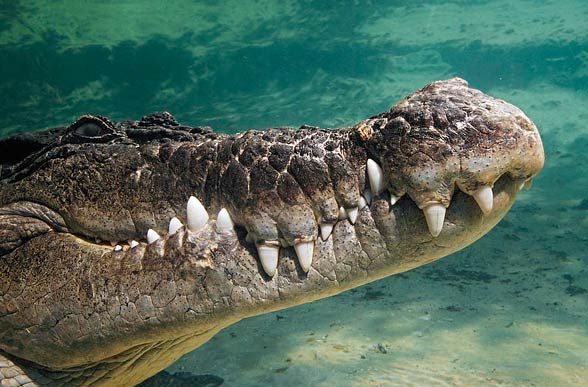 saltwater crocodile (Crocodylus porosus)