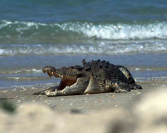 saltwater crocodile (Crocodylus porosus)