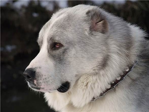 Central Asian Shepherd Dog
