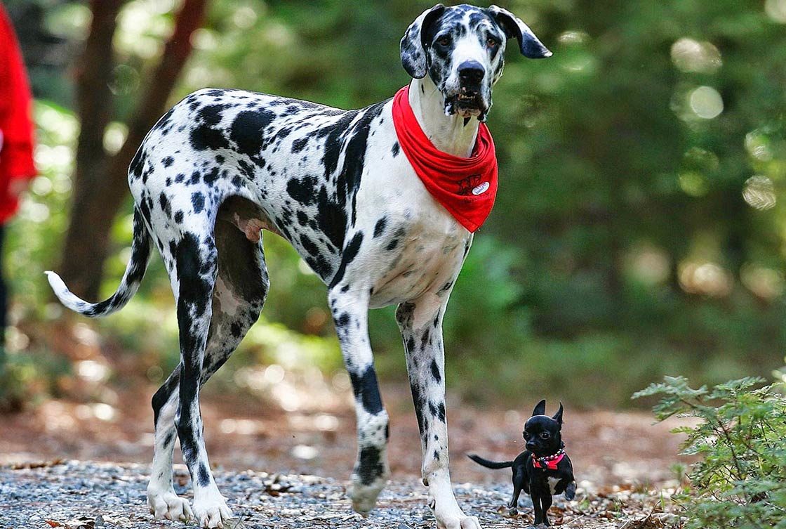 what breed of dog is the tallest