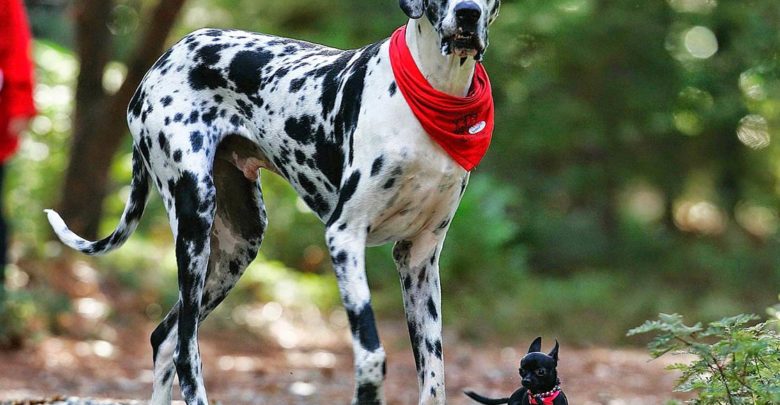 tallest dogs in the world top 10