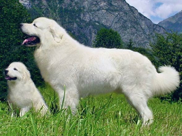 Polish Tatra Sheepdog