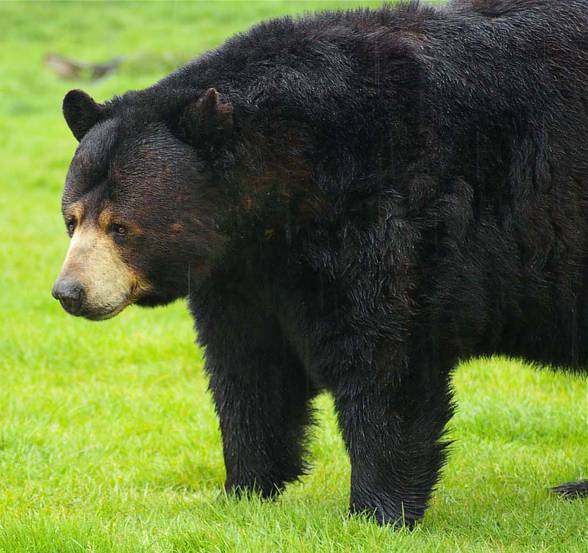 American black bear