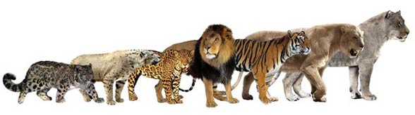 cave lion size comparison