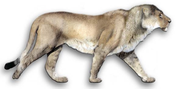 American lion (Panthera leo atrox / Panthera atrox)