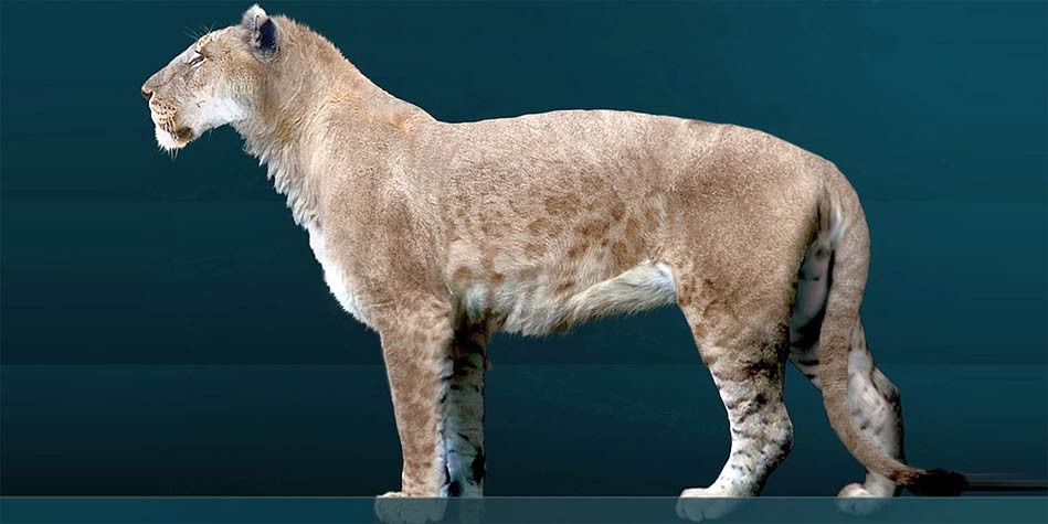 cave lion size comparison