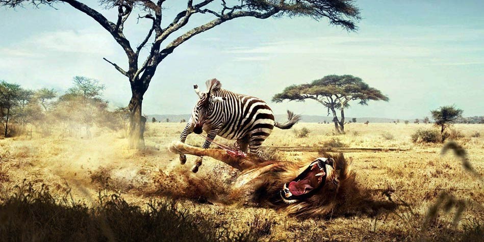 Fights of animals – Animal Battles 