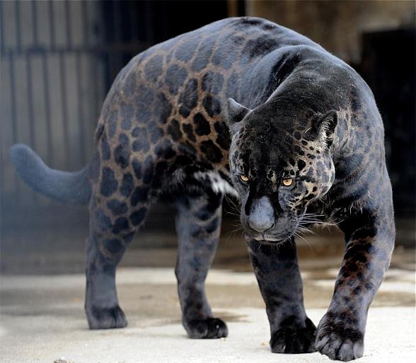 The jaguar whose parents aren’t black, isn’t completely black. Its fur is dark brown and you can see spots.