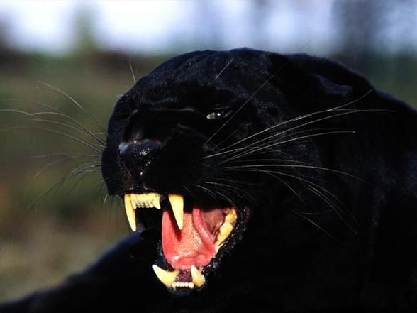 Unveiling the Myth: Black Panthers Revealed as Mystical Melanistic Leopards  and Jaguars