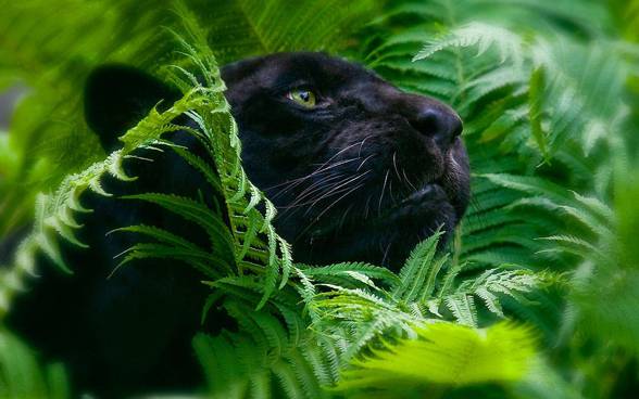 ShukerNature: THE TRUTH ABOUT BLACK PUMAS - SEPARATING FACT FROM FICTION  REGARDING MELANISTIC COUGARS