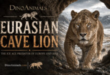 Cave Lion