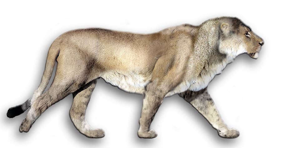 extinct cave lion