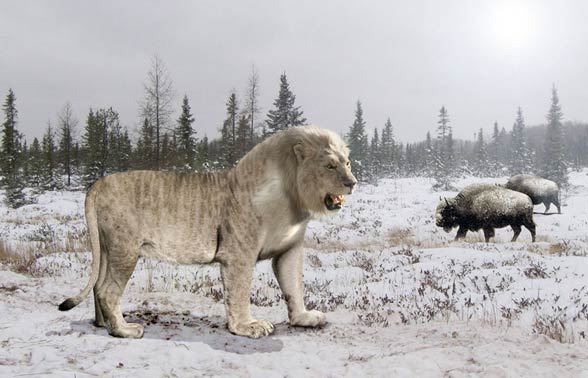 cave lion size comparison